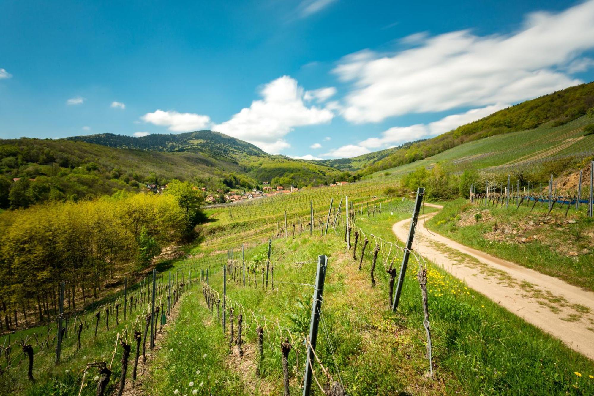 Chambre Du Vigneron - Domaine Leon Bleesz Reichsfeld Ngoại thất bức ảnh