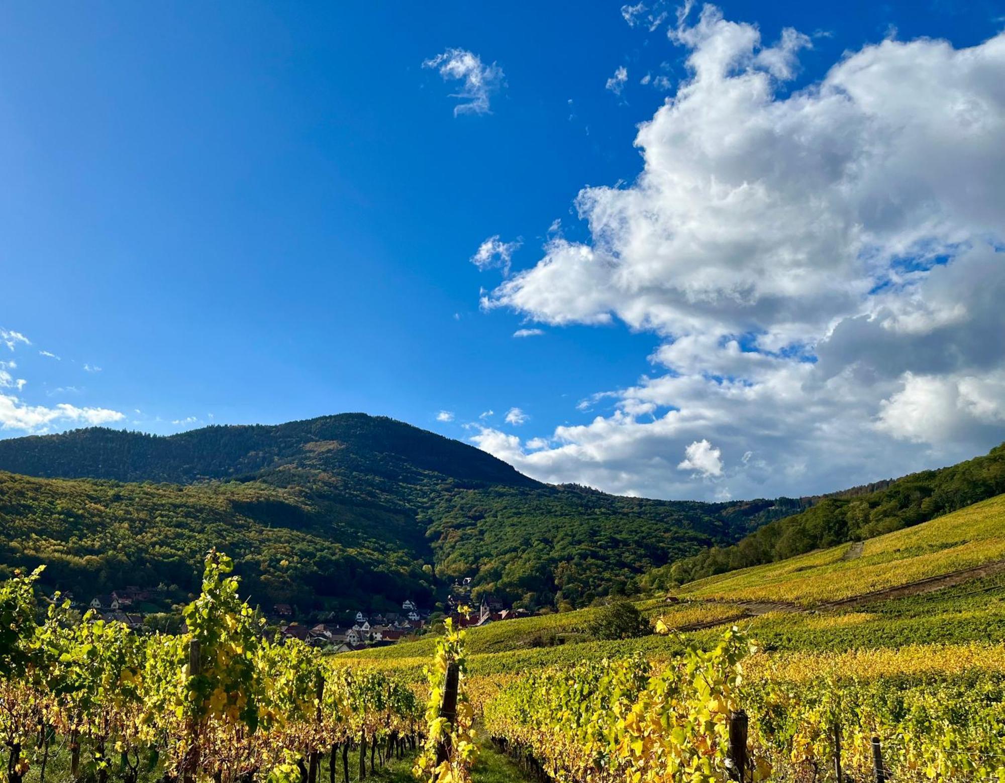 Chambre Du Vigneron - Domaine Leon Bleesz Reichsfeld Ngoại thất bức ảnh
